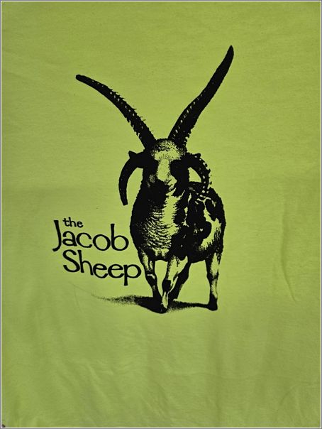  Two versions of Jacob Sheep Breeders Association t-shirts. Photo: Letty Klein.